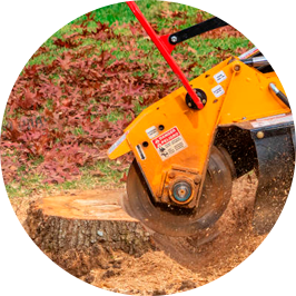 Tree Trimming